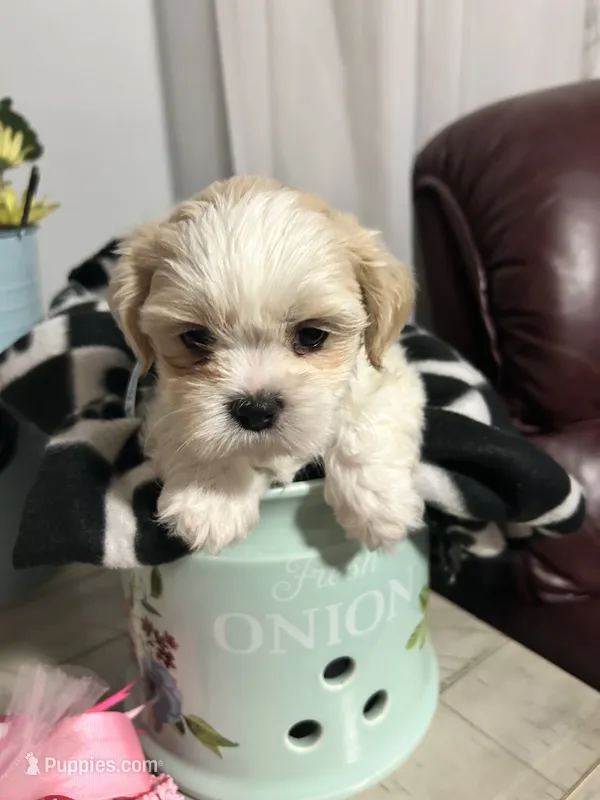 Marco – Shih Tzu puppy for sale in Slocomb, AL
