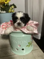 Penny, a female Shih Tzu for sale in Slocomb, AL – 1 of 6