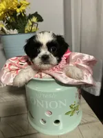 Penny, a female Shih Tzu for sale in Slocomb, AL – 6 of 6
