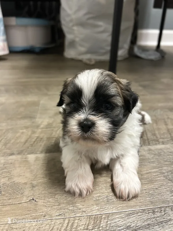 Tubby – Shihpoo puppy for sale in Slocomb, AL