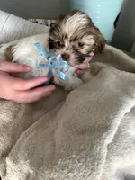 Milo, a male Shih Tzu for sale in Slocomb, AL – Photo 4 of 6