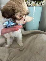 Milo, a male Shih Tzu for sale in Slocomb, AL – Photo 5 of 6