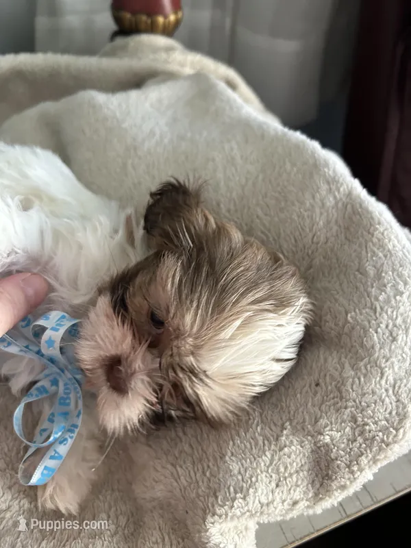Milo – Shih Tzu puppy for sale in Slocomb, AL