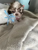 Milo, a male Shih Tzu for sale in Slocomb, AL – Photo 2 of 6