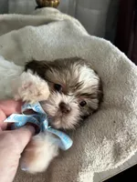 Milo, a male Shih Tzu for sale in Slocomb, AL – Photo 3 of 6