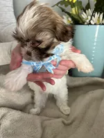 Milo, a male Shih Tzu for sale in Slocomb, AL – Photo 6 of 6