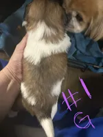Girl1, a female Pekingese and Shih Tzu for sale in Slocomb, AL – 2 of 2