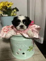 Penny, a female Shih Tzu for sale in Slocomb, AL – 4 of 6