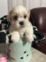 Marco, a male Shih Tzu for sale in Slocomb, AL – 3 of 7
