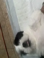 Oreo like cookies , a male Shih Tzu for sale in Port Richey, FL – Photo 4 of 4