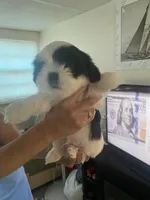 Oreo like cookies , a male Shih Tzu for sale in Port Richey, FL – Photo 2 of 4