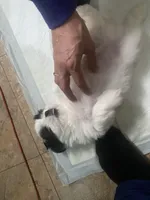 Oreo like cookies , a male Shih Tzu for sale in Port Richey, FL – Photo 3 of 4