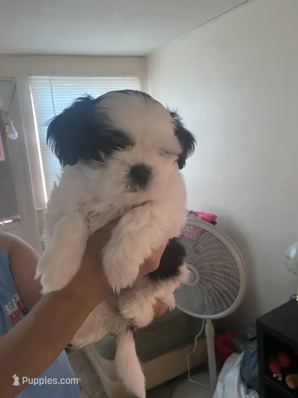Oreo like cookies  – Shih Tzu puppy for sale in Port Richey, FL