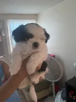 Oreo like cookies , a male Shih Tzu for sale in Port Richey, FL – Photo 1 of 4