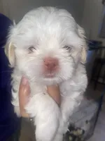 Patch eye, a male Shih Tzu for sale in Port Richey, FL – 1 of 6