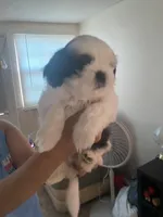 Oreo girl , a female Shih Tzu for sale in Port Richey, FL – Photo 1 of 2