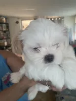 No name , a male Shih Tzu for sale in Port Richey, FL – Photo 2 of 2