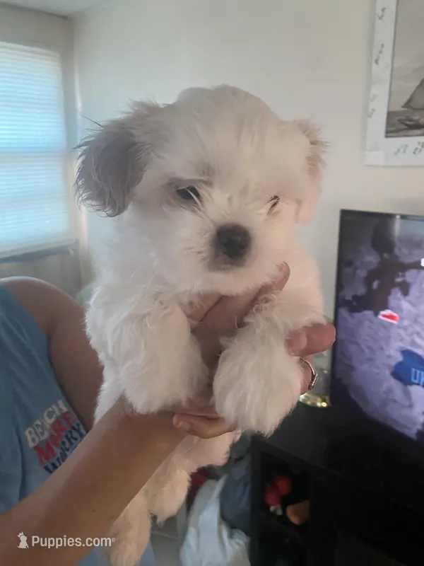 No name  – Shih Tzu puppy for sale in Port Richey, FL