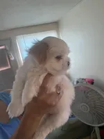 No name yet, a female Shih Tzu for sale in Port Richey, FL – Photo 2 of 8