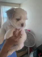 No name yet, a female Shih Tzu for sale in Port Richey, FL – Photo 4 of 8