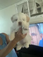 No name yet, a female Shih Tzu for sale in Port Richey, FL – Photo 3 of 8