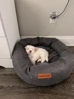 No name yet, a female Shih Tzu for sale in Port Richey, FL – Photo 7 of 8