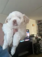 No name yet, a female Shih Tzu for sale in Port Richey, FL – Photo 6 of 8