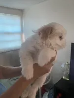 No name yet, a female Shih Tzu for sale in Port Richey, FL – Photo 1 of 8