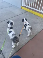 Patch eye, a male Shih Tzu for sale in Port Richey, FL – 3 of 6