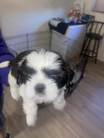Patch eye, a male Shih Tzu for sale in Port Richey, FL – 4 of 6