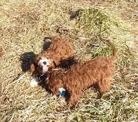 RED MAX HOLDING, a male Cavapoo for sale in Bettendorf, IA – Photo 10 of 10