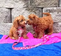 RED MAX HOLDING, a male Cavapoo for sale in Bettendorf, IA – Photo 7 of 10