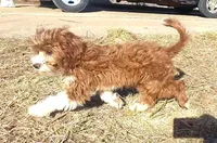RED MAX HOLDING, a male Cavapoo for sale in Bettendorf, IA – Photo 9 of 10