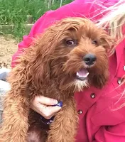 RED MAX HOLDING, a male Cavapoo for sale in Bettendorf, IA – Photo 3 of 10