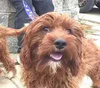RED MAX HOLDING, a male Cavapoo for sale in Bettendorf, IA – Photo 4 of 10