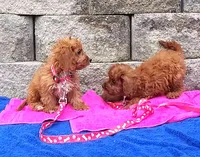 RED MAX HOLDING, a male Cavapoo for sale in Bettendorf, IA – Photo 6 of 10