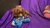 Bently blaze, a male Cavapoo for sale in Bettendorf, IA – 2 of 10