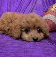 RED FLUFF QUEEN , a female Cavapoo for sale in Bettendorf, IA – 4 of 9