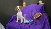  SILKY WHITE BEAMER, a male Cavalier King Charles Spaniel and Poodle - Toy  for sale in Bettendorf, IA – 7 of 10