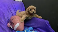 RED FLUFF QUEEN , a female Cavapoo for sale in Bettendorf, IA – 8 of 9