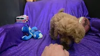 RED FLUFF QUEEN , a female Cavapoo for sale in Bettendorf, IA – 7 of 9