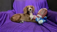 Bently blaze, a male Cavapoo for sale in Bettendorf, IA – 5 of 10