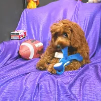RED FLUFF KING =NEW PHOTO SOON  , a male Cavapoo for sale in Bettendorf, IA – Photo 2 of 3