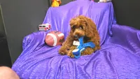 RED CHARM GUY   , a male Cavapoo for sale in Bettendorf, IA – Photo 1 of 3