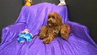 RED CHARM GUY   , a male Cavapoo for sale in Bettendorf, IA – Photo 2 of 3