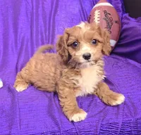 RED FLUFF KING =NEW PHOTO SOON  , a male Cavapoo for sale in Bettendorf, IA – Photo 3 of 3