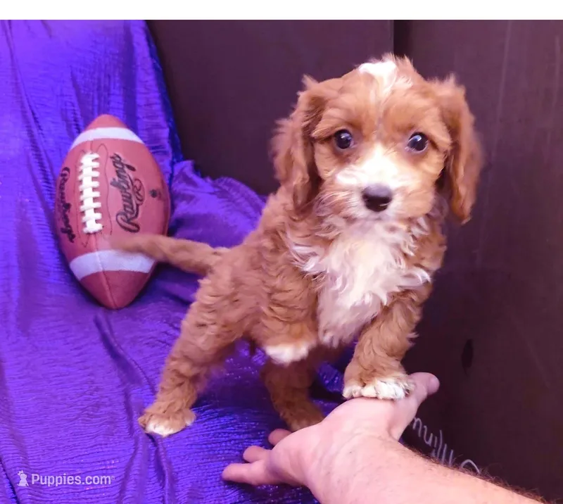 RED FLUFF KING =NEW PHOTO SOON   – Cavapoo puppy for sale in Bettendorf, IA