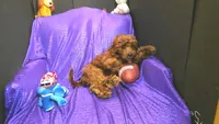RED CHARM GUY   , a male Cavapoo for sale in Bettendorf, IA – Photo 3 of 3