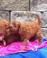 RED LITTLE SISTER FOR SALE, a female Cavapoo for sale in Bettendorf, IA – Photo 2 of 7