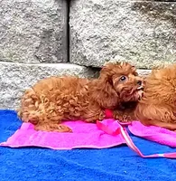 RED LITTLE SISTER FOR SALE, a female Cavapoo for sale in Bettendorf, IA – Photo 3 of 7